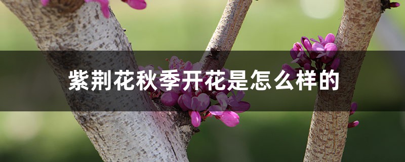 紫荆花秋季开花是怎么样的，多久施一次肥