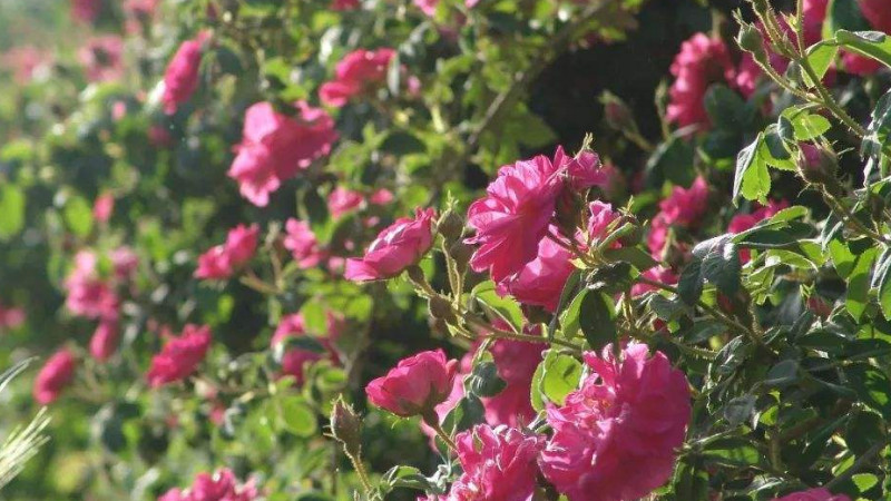 保加利亚玫瑰花花语