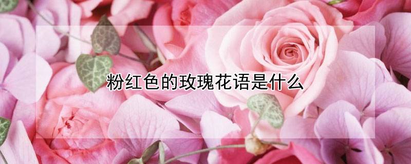 粉红色的玫瑰花语是什么