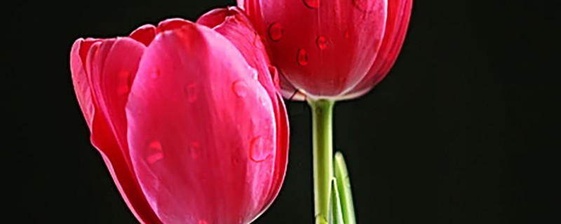 郁金香花球的种植方法