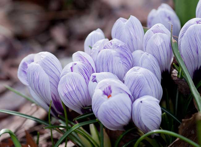紫色郁金香的花语和故事传说